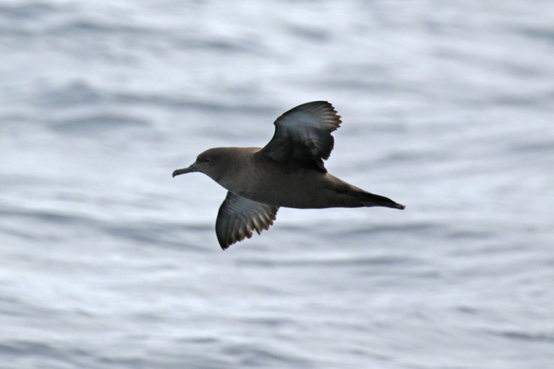 Sooty Shearwater (Ardenna grisea) Chile - Valparaíso -  Pacific Ocean Pelagic Trip