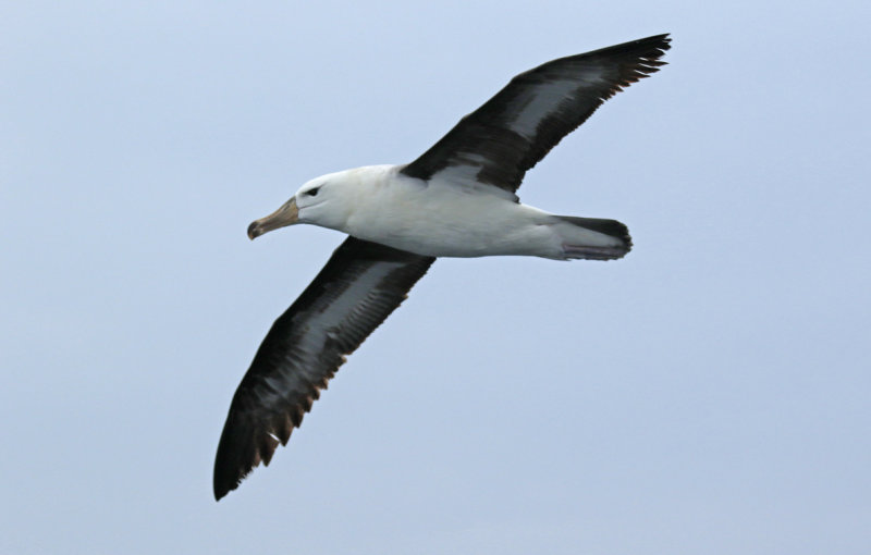 Black-browed Albatross (Thalassarche melanophris) Chile - Valparaíso - Pacific Ocean Pelagic Trip