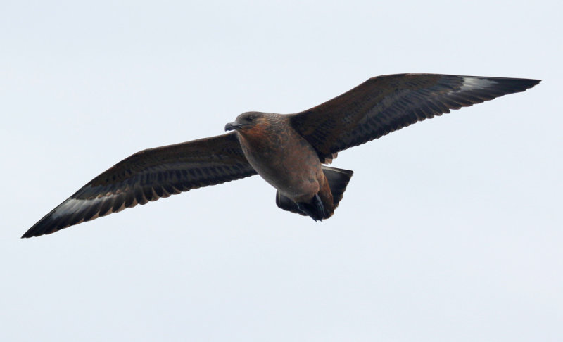 Chilean Skua (Stercorarius chilensis) Chile - Valparaíso Pelagic Trip