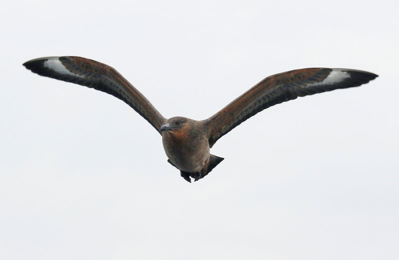 Chilean Skua (Stercorarius chilensis) Chile - Valparaíso Pelagic Trip