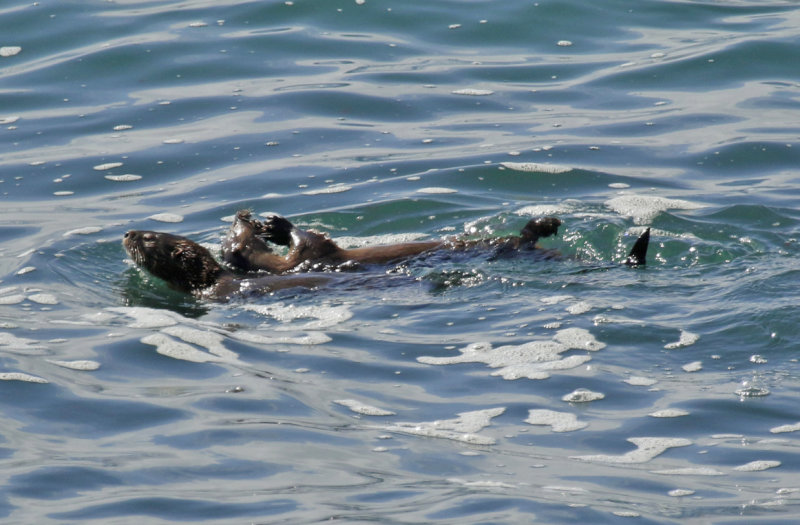 Marine Otter (Lontra felina) Chile - Valparaiso region