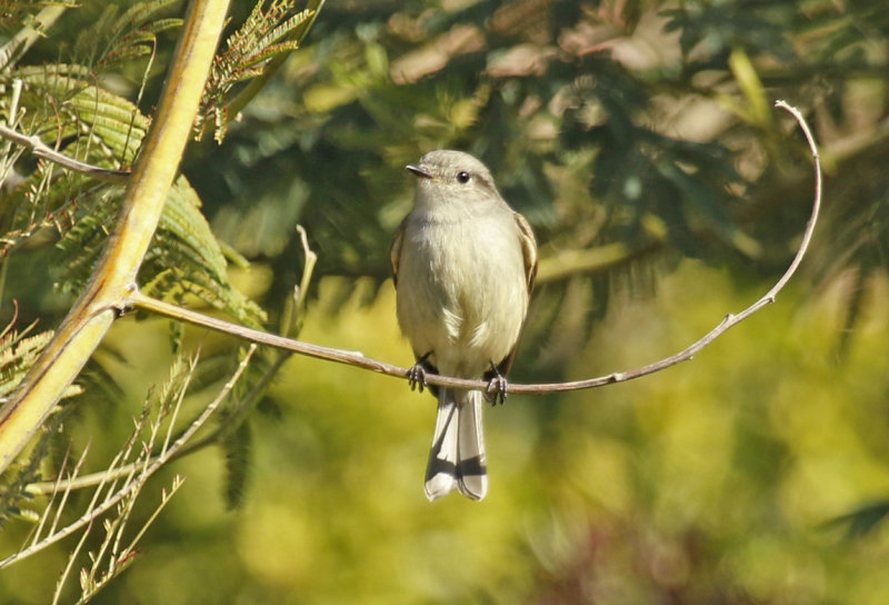Patagonian Tyrant (Colorhamphus parvirostris) Chile - Valparaíso
