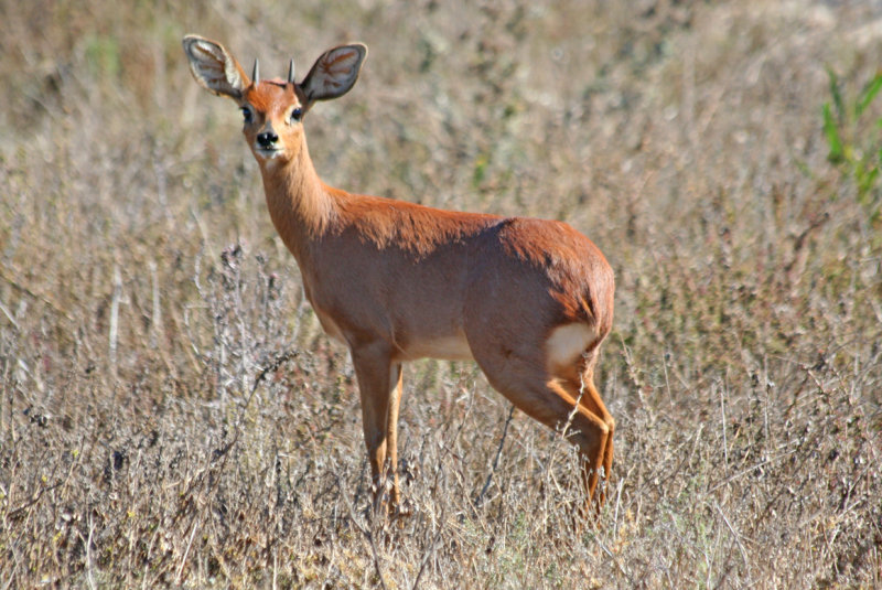 South African Steenbok (Raphicerus campestris campestris) Western Cape