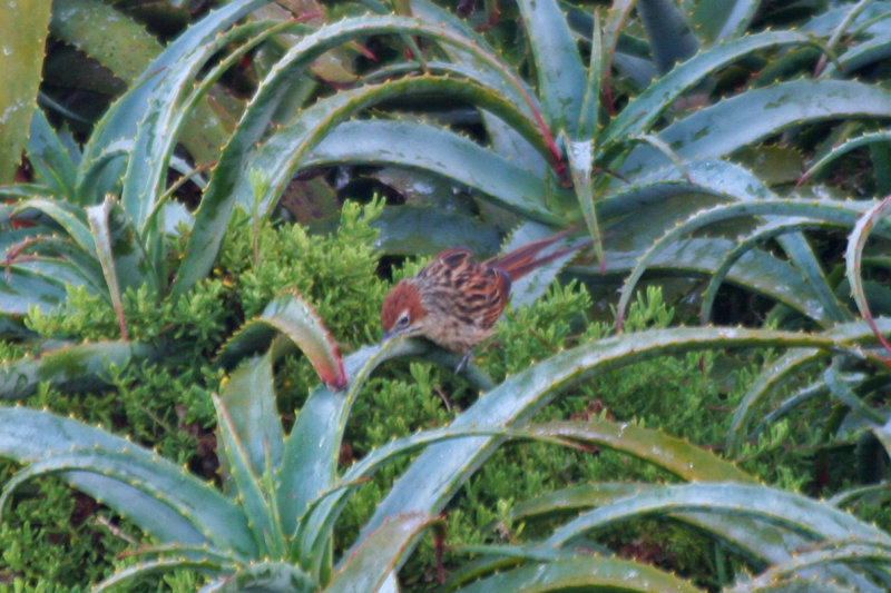 Cape Grassbird (Sphenoeacus afer) Cape Point - Table Mountain NP