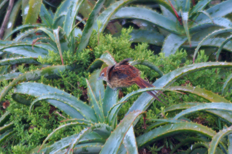 Cape Grassbird (Sphenoeacus afer) Cape Point - Table Mountain NP