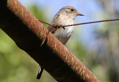 Mediterranean Flycatcher (Muscicapa tyrrhenica)