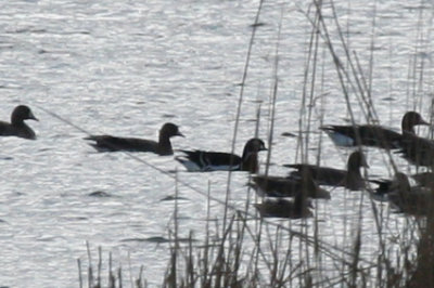 Red-breasted Goose (Branta ruficollis) Czech Republic - Sedlec u Mikulova - Lednické rybníky