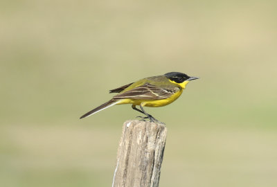 Western Yellow Wagtail (Motacilla flava)