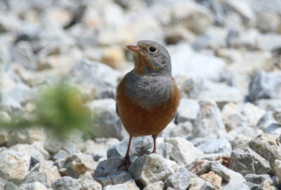 Cretzschmar's Bunting (Emberiza caesia)