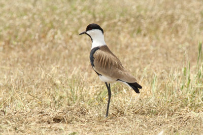 Spur-winged Lapwing (Vanellus spinosus) Greece - Nestos Delta