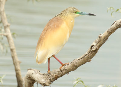 Squacco Heron (Ardeola ralloides)