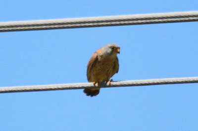 Lesser Kestrel (Falco naumanni)