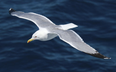 Yellow Legged Gull (Larus michahellis)