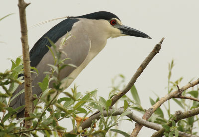 Black-crowned Night Heron (Nycticorax nycticorax)