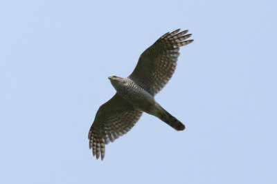 Eurasian Goshawk (Accipiter gentilis) BRD - Berlin