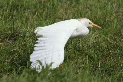 Western Cattle Egret (Ardea ibis)