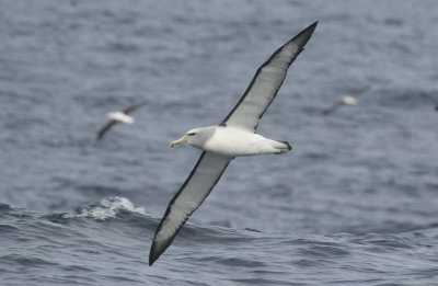 Salvins Albatross (Thalassarche salvini) Chile - Valparaíso Pelagic Trip