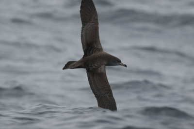 Pink-footed Shearwater (Ardenna creatopus)