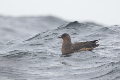 Chilean Skua (Stercorarius chilensis)