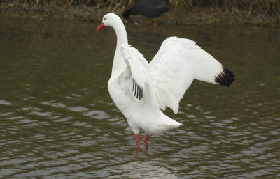 Coscoroba Swan (Coscoroba coscoroba) Chile - Valparaíso - Humedal de Cartagena