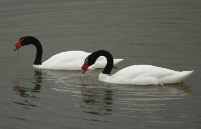 Black-necked Swan (Cygnus melancoryphus) Chile - Valparaíso - Humedal de Cartagena