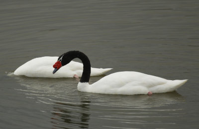 Black-necked Swan (Cygnus melancoryphus) Chile - Valparaíso - Humedal de Cartagena