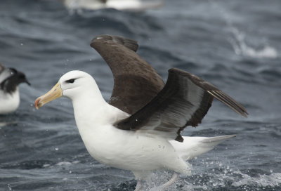 Black-browed Albatross (Thalassarche melanophris)