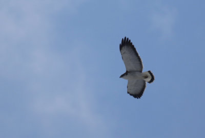 Variable Hawk (Geranoaetus polyosoma polyosoma) Chile - Región Metropolitana - Farellones