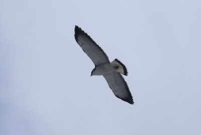 g10/24/1048224/3/166232602.e4SWGYRK.jpg
