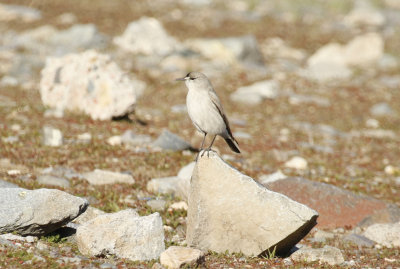 g10/24/1048224/3/166235009.VihywVia.jpg
