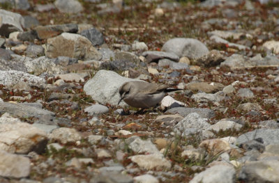 Black-fronted Ground Tyrant (Muscisaxicola frontalis) Chile - Región Metropolitana - El Yeso Valley