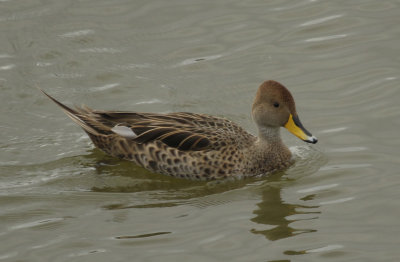 Yellow-billed Pintail (Anas georgica spinicauda) Chile- Valparaíso - Cartagena wetland reserve