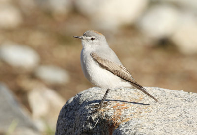 Rufous-naped Ground Tyrant (Muscisaxicola rufivertex)