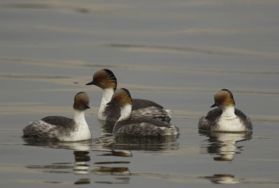 Silvery Grebe (Podiceps occipitalis)