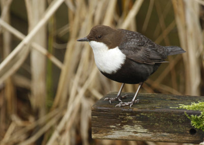White-throated Dipper (Cinclus cinclus)