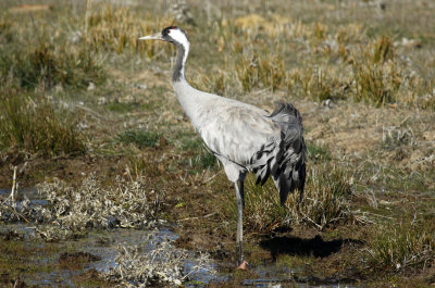 Common Crane (Grus grus) Spain - Calzada de Oropesa