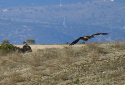 Spanish Imperial Eagles (Aquila adalberti) Spain - Toledo - La Torre de Esteban Hambrán