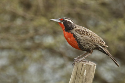 Long-tailed Meadowlark (Sturnella loyca)