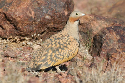 Birds of the Moroccan steppes and desert