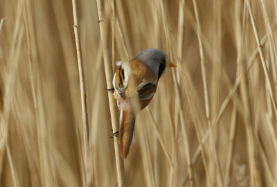 Bearded Reedling (Panurus biarmicus)