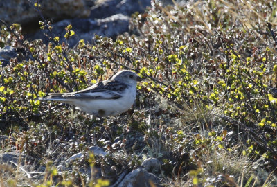 Snow Bunting (Plectrophenax nivalis)