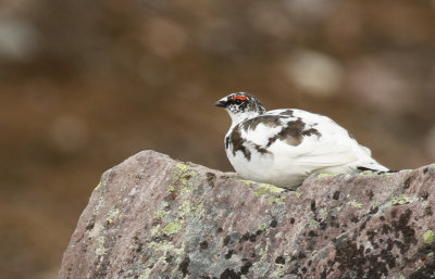 Rock Ptarmigan (Lagopus muta) Adult male - Norway, Berlevg