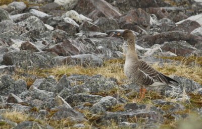 Tundra Bean Goose (Anser serrirostris) Norway - Berlevg