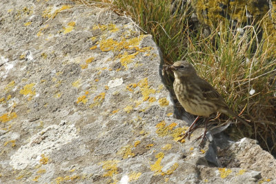 Scandinavian Rock Pipit (Anthus petrosus littoralis) Norway - Vardo - Hornya