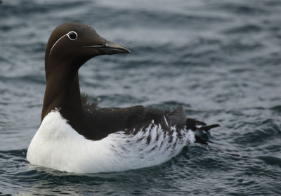 Common Murre or Guillemot (Uria aalge)