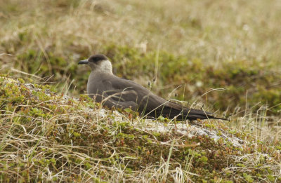 Arctic Skua, Parasitic Jaeger (Stercorarius parasiticus) Norway - Vard