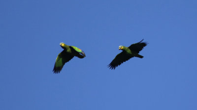 Orange-winged Amazon (Amazona amazonica) Suriname - Commewijne