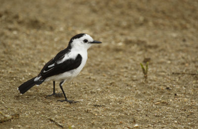 Pied Water Tyrant (Fluvicola pica) Suriname - Paramaribo, Eco Resort Inn