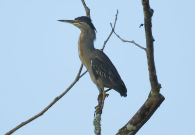 Striated Heron (Butorides striata striata) Suriname - Commewijne, Peperpot Nature Reserve