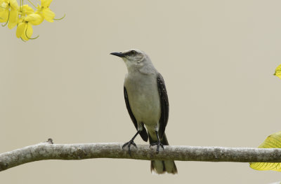 Tropical Mockingbird (Mimus gilvus) Suriname - Paramaribo 